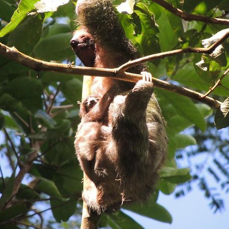 Cabanas Montanas Del Tenorio Rio Celeste Экстерьер фото